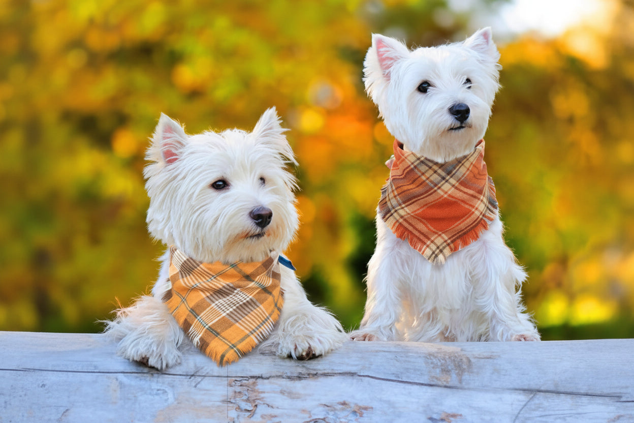Autumn Pet Collection | Classic Plaid Dog Bandana with Tassel Edges | Stylish Accessory for Fall Festivities 3